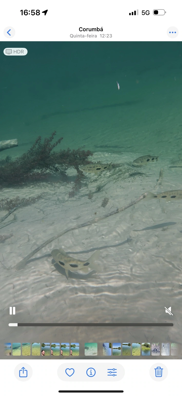 Peixes vistos sob a água transparente