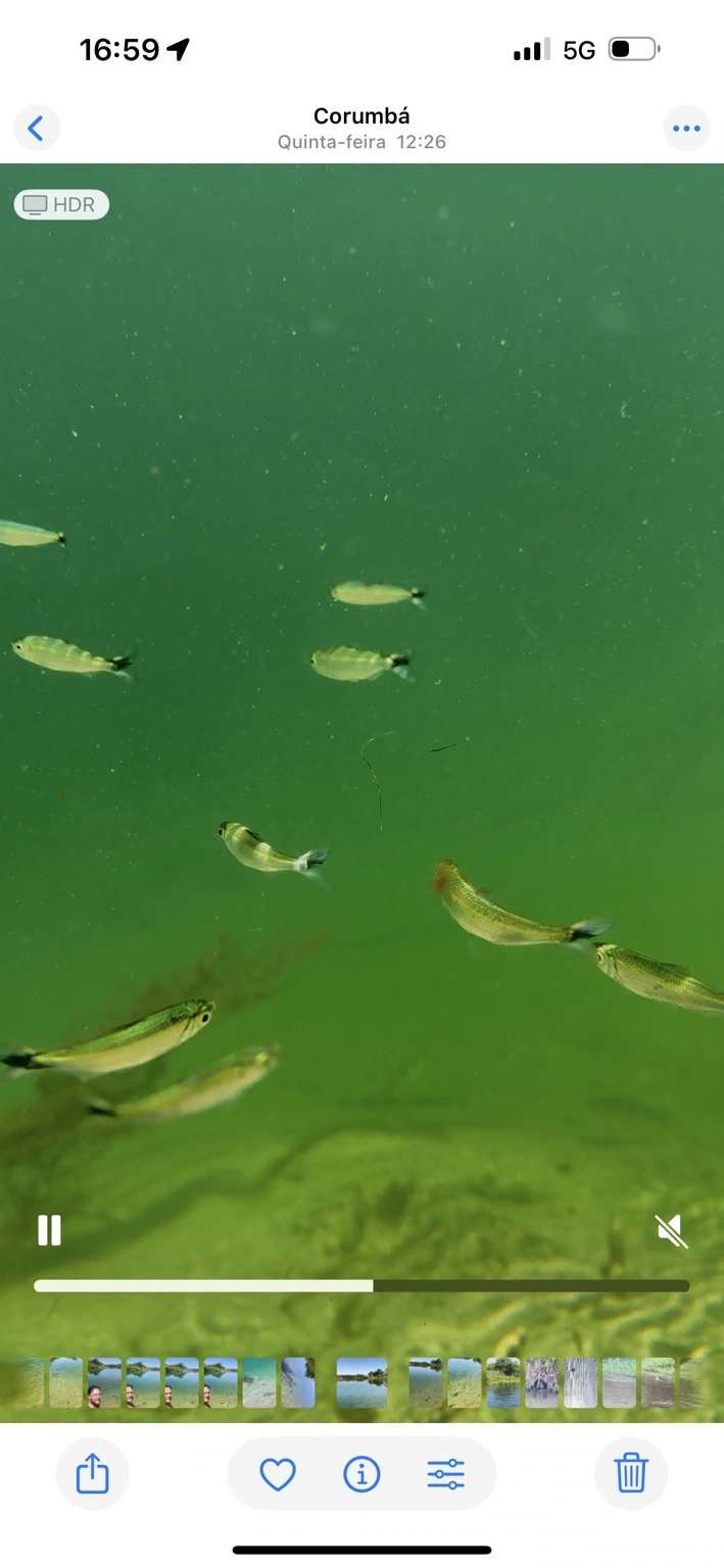 Peixes e transparência das águas
